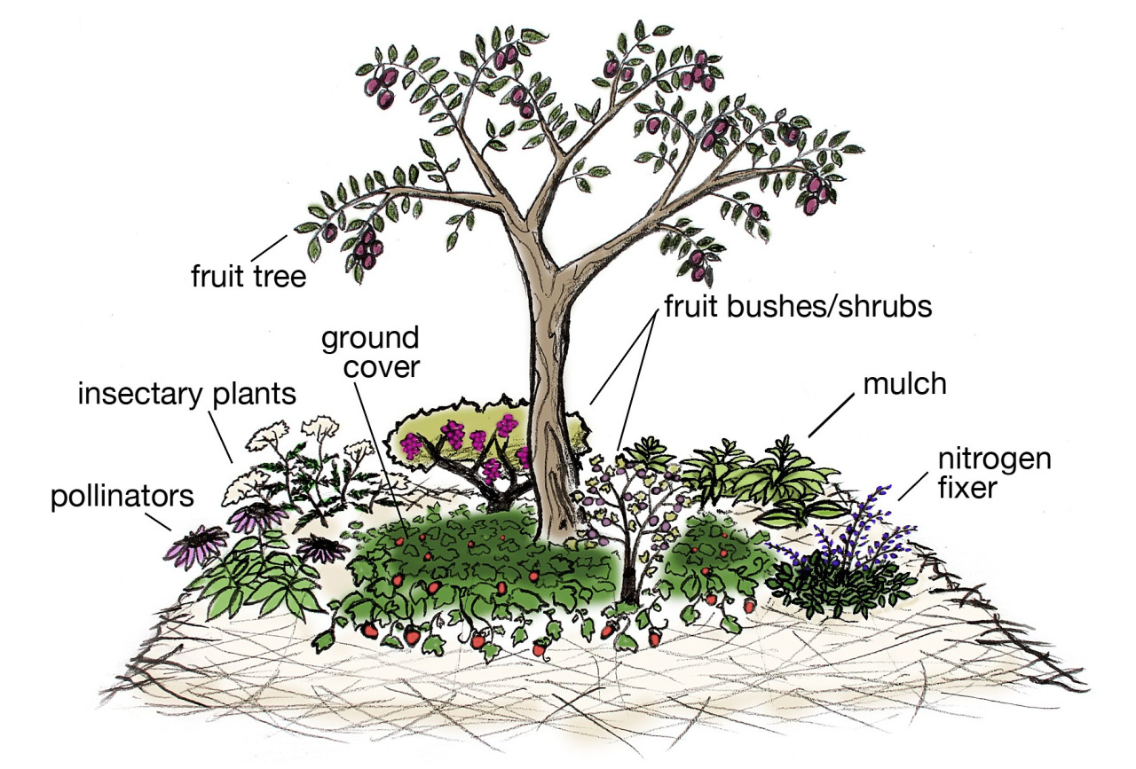 Gyümölcsfák ültetése permakultúrával