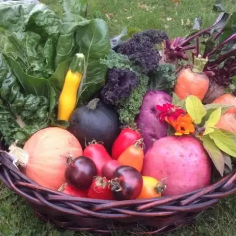 Basket of fresh local vegetables