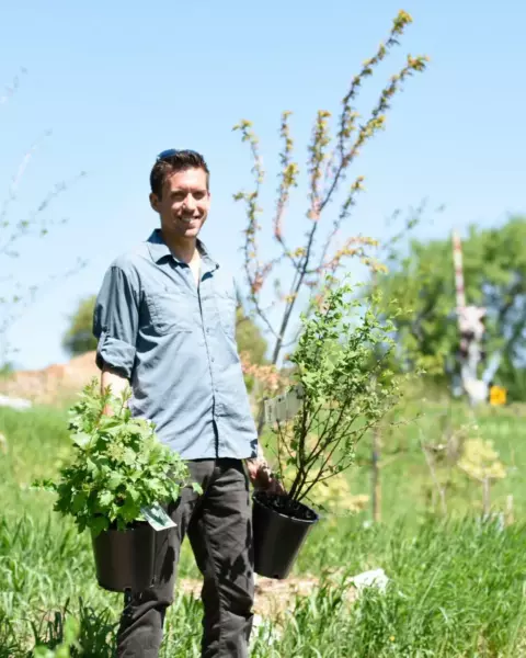 Man carrying potted perennial plants to install in yard